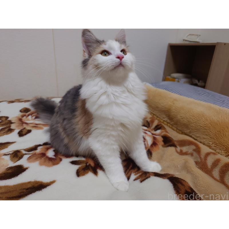 販売中の埼玉県のノルウェージャンフォレストキャット-122995の5枚目