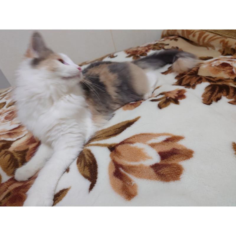 販売中の埼玉県のノルウェージャンフォレストキャット-122995の4枚目