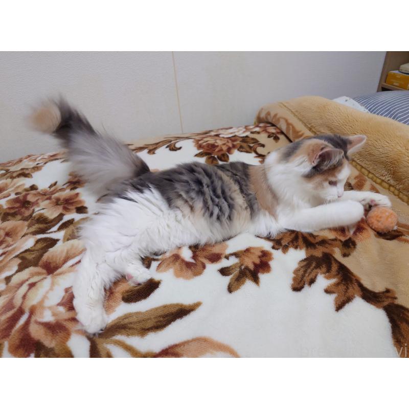 販売中の埼玉県のノルウェージャンフォレストキャット-122995の3枚目