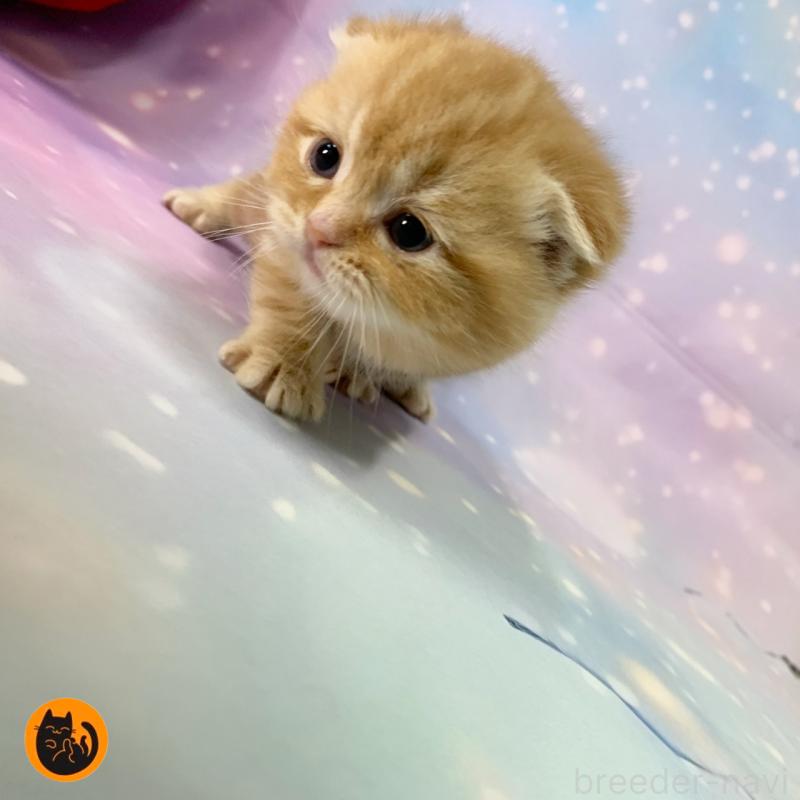 販売中の大阪府のスコティッシュフォールド-132597