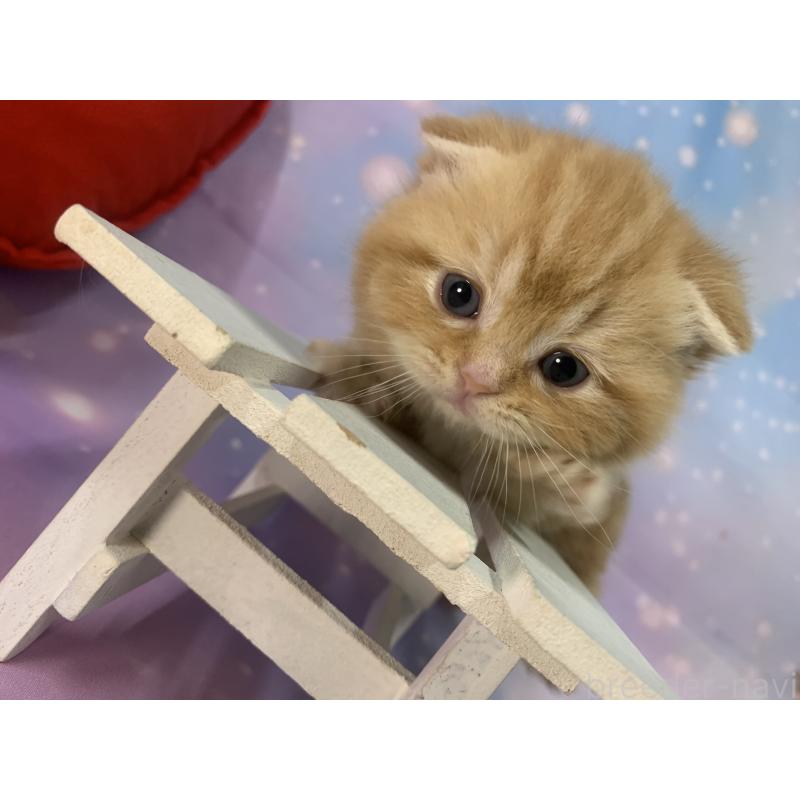 成約済の大阪府のスコティッシュフォールド-132597の4枚目