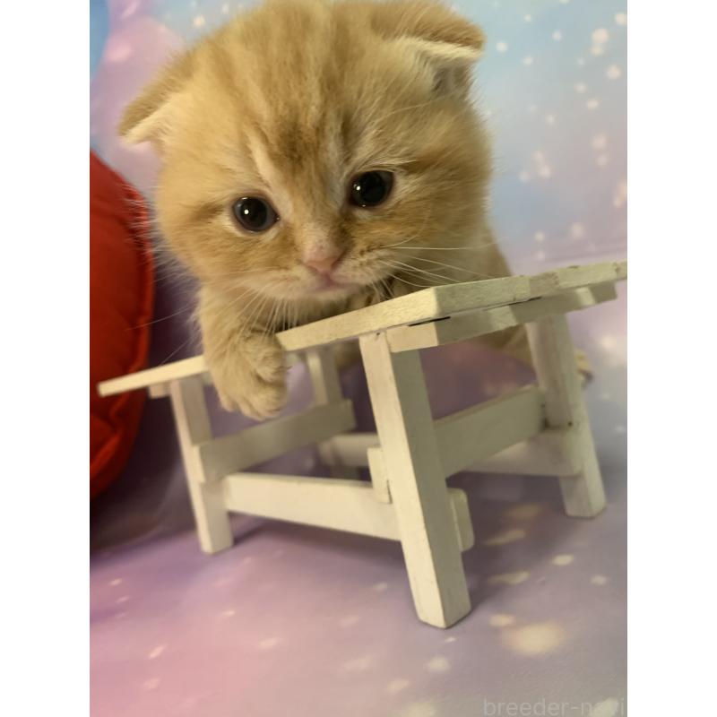 成約済の大阪府のスコティッシュフォールド-132597の3枚目