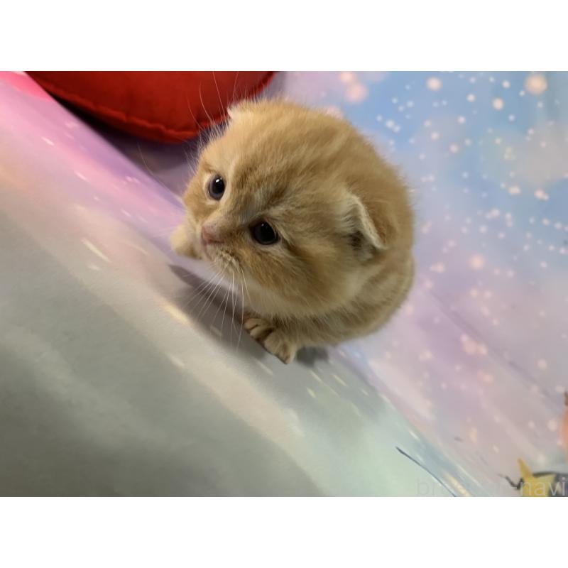 成約済の大阪府のスコティッシュフォールド-132597の2枚目