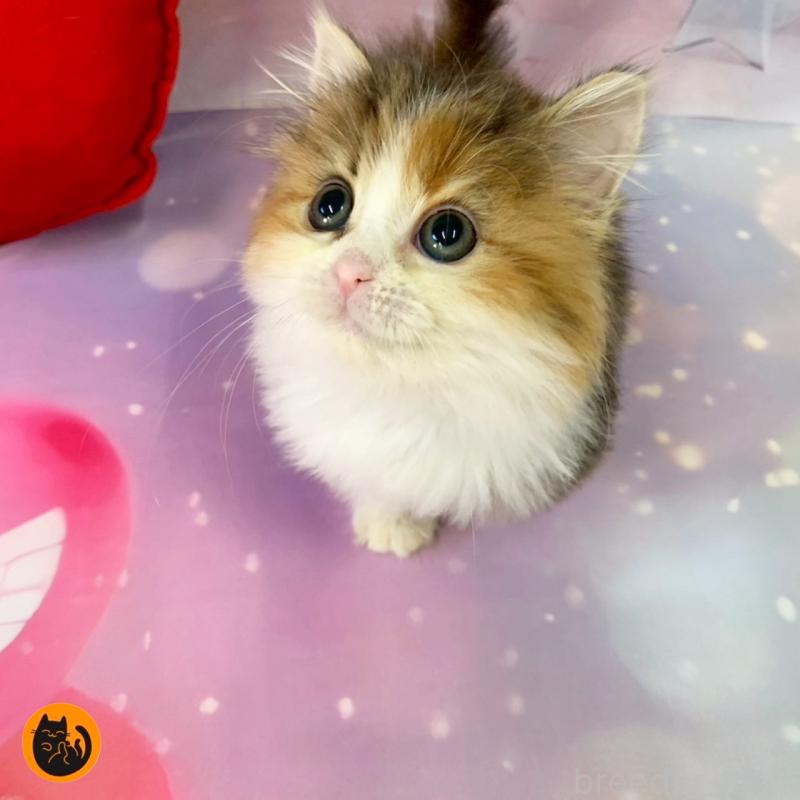 成約済の大阪府のマンチカン-132008