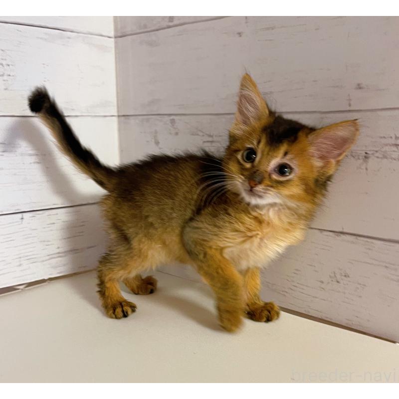 販売中の東京都のソマリ-132861の5枚目