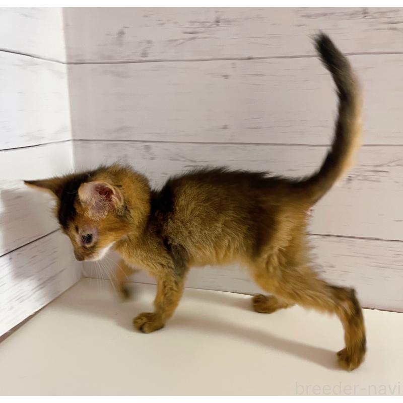 販売中の東京都のソマリ-132861の4枚目