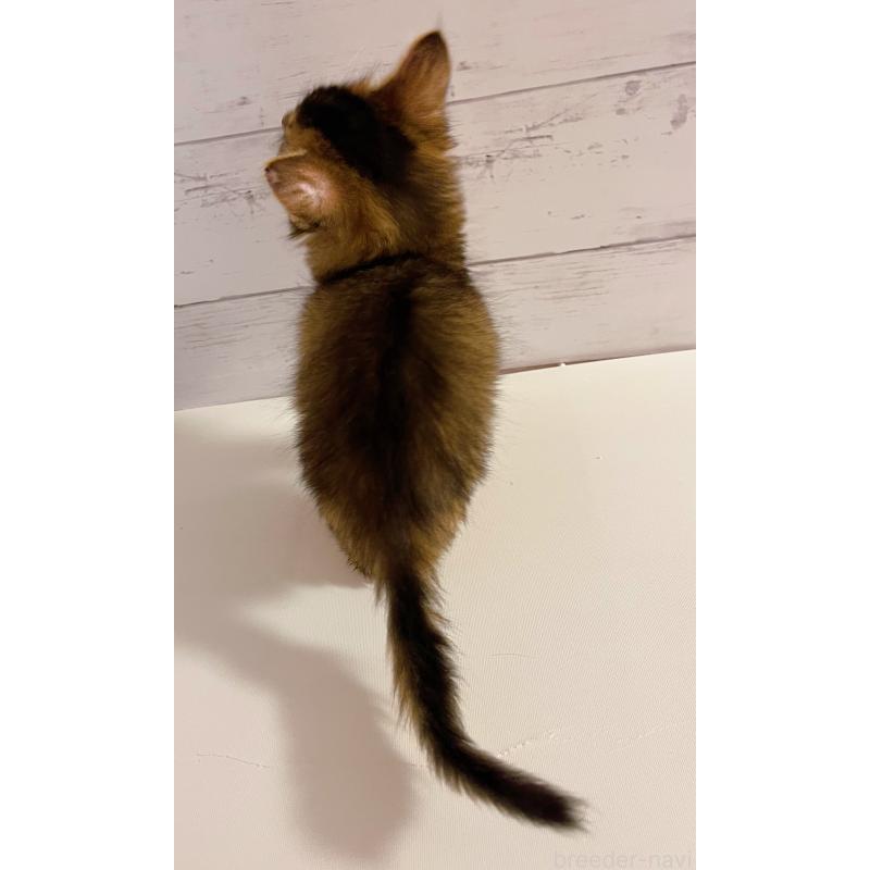 販売中の東京都のソマリ-132861の3枚目