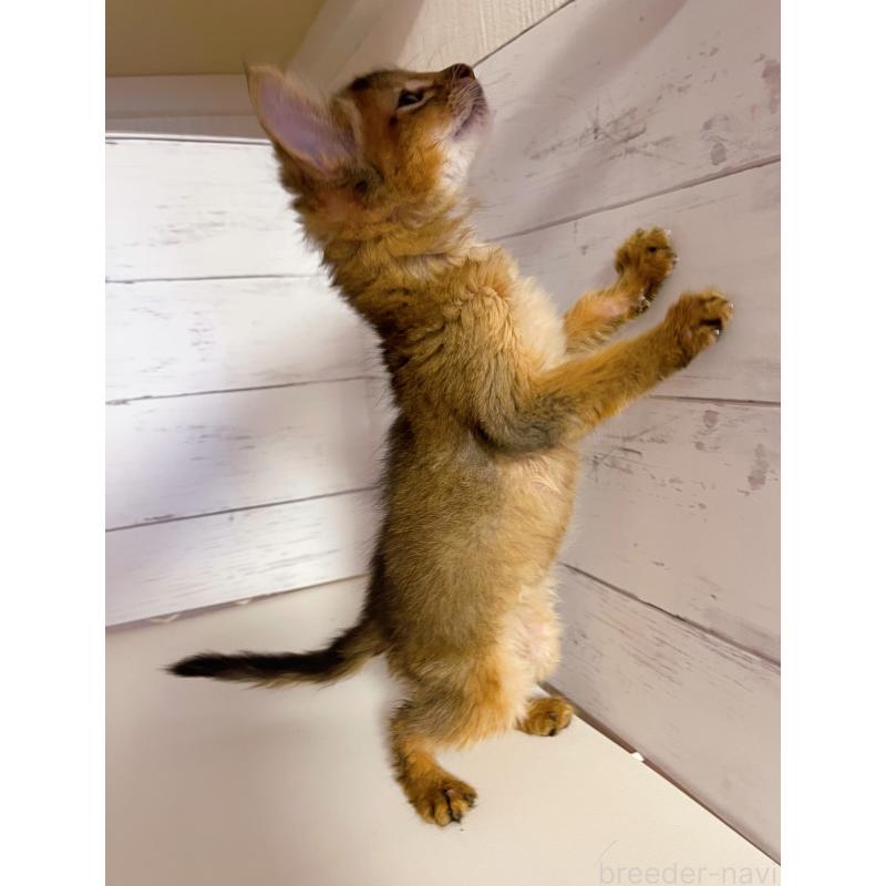 販売中の東京都のソマリ-132861の2枚目