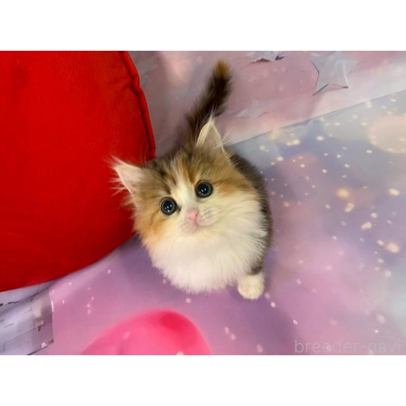 成約済の大阪府のマンチカン-132008の2枚目