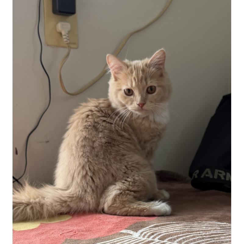 成約済の埼玉県のスコティッシュフォールド-124872の4枚目