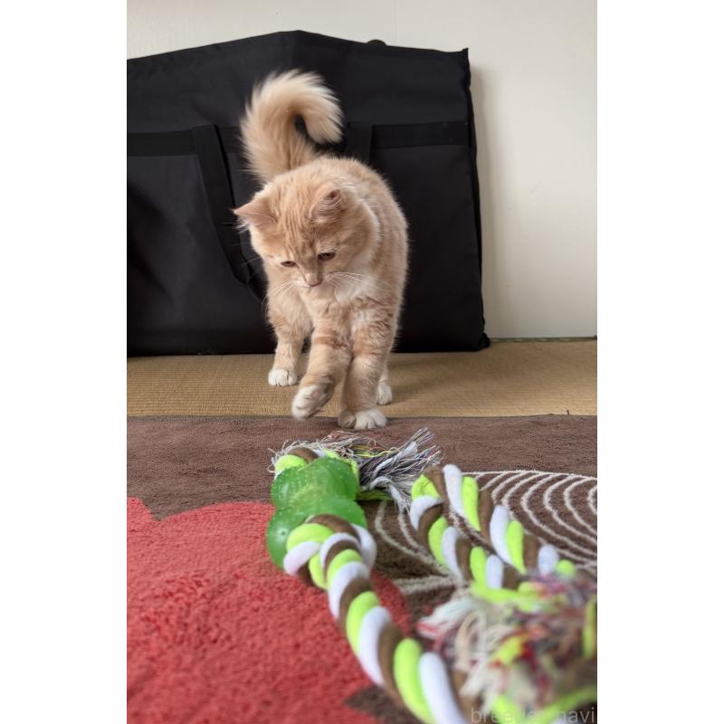 成約済の埼玉県のスコティッシュフォールド-124872の3枚目