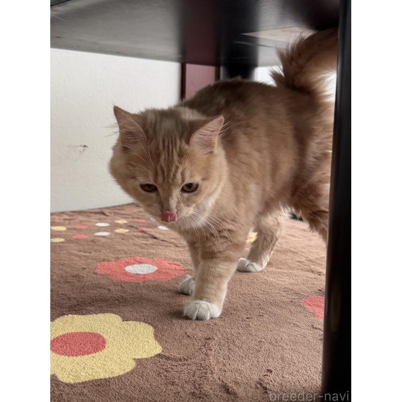 成約済の埼玉県のスコティッシュフォールド-124872の2枚目