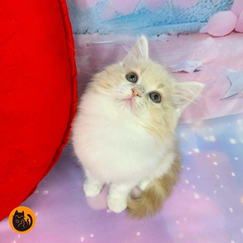 販売中の大阪府のスコティッシュフォールド-129657の1枚目