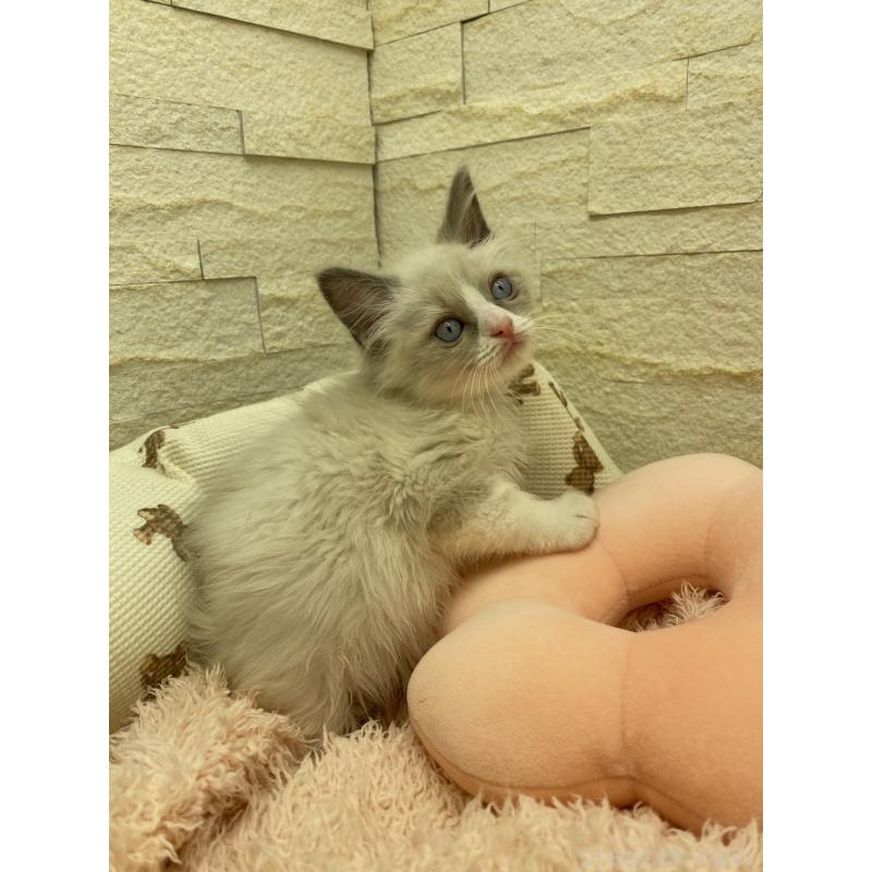 販売中の埼玉県のラグドール-130757の3枚目