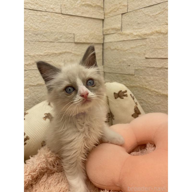 販売中の埼玉県のラグドール-130757の2枚目