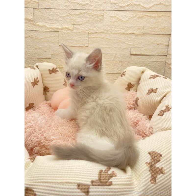 販売中の埼玉県のラグドール-130756の3枚目