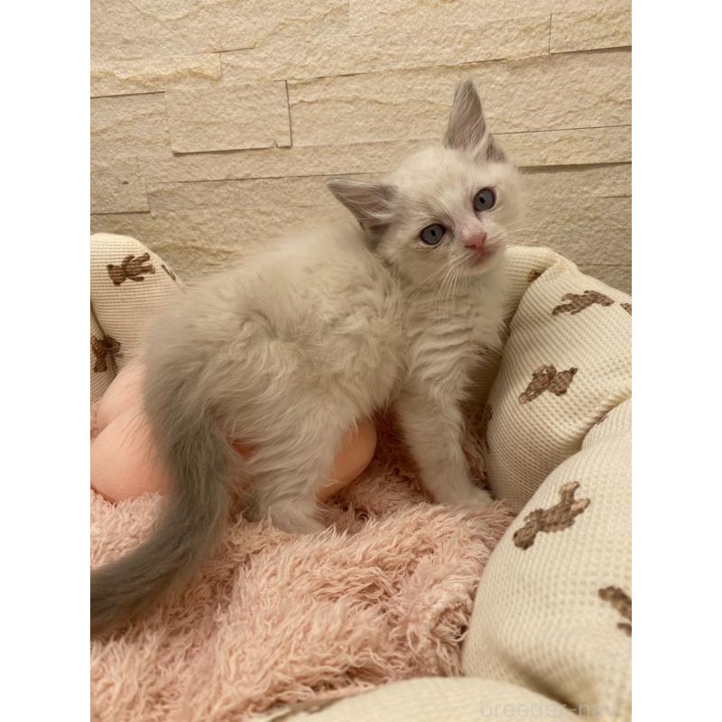 販売中の埼玉県のラグドール-130756の2枚目