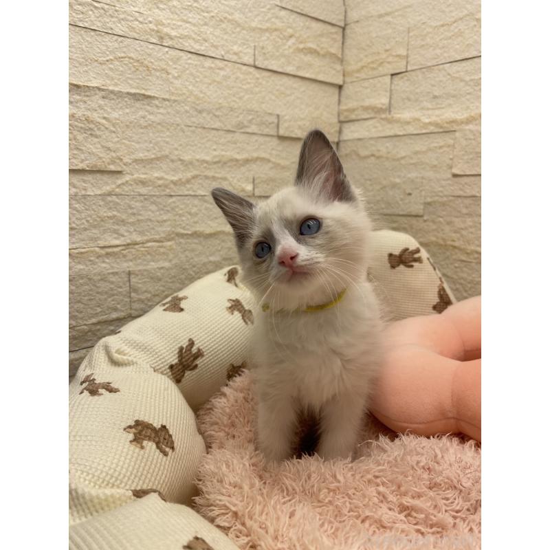 販売中の埼玉県のラグドール-130760の3枚目