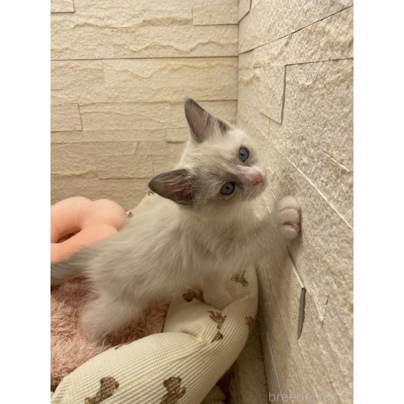 販売中の埼玉県のラグドール-130760の2枚目