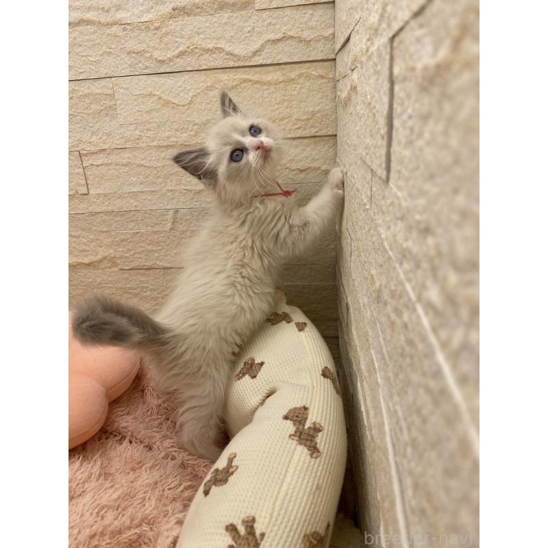 販売中の埼玉県のラグドール-130759の3枚目