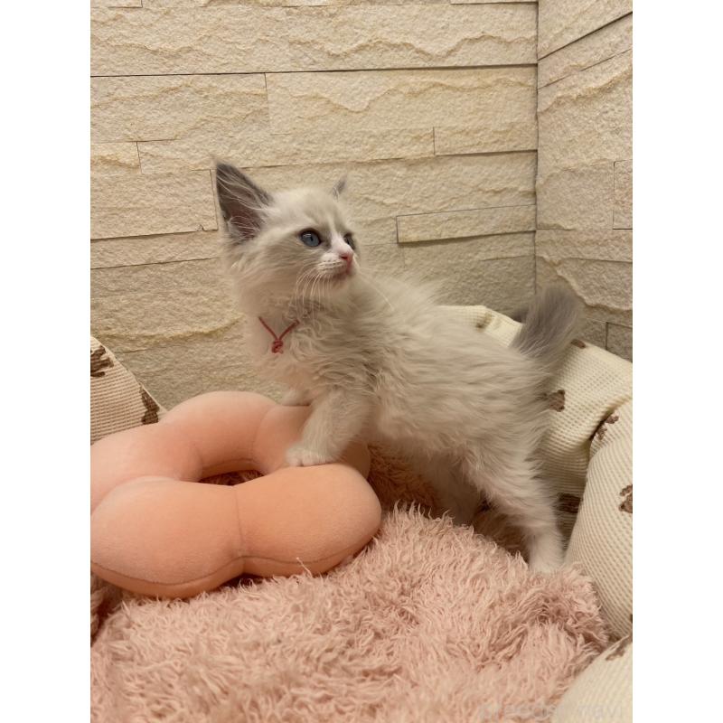 販売中の埼玉県のラグドール-130759の2枚目