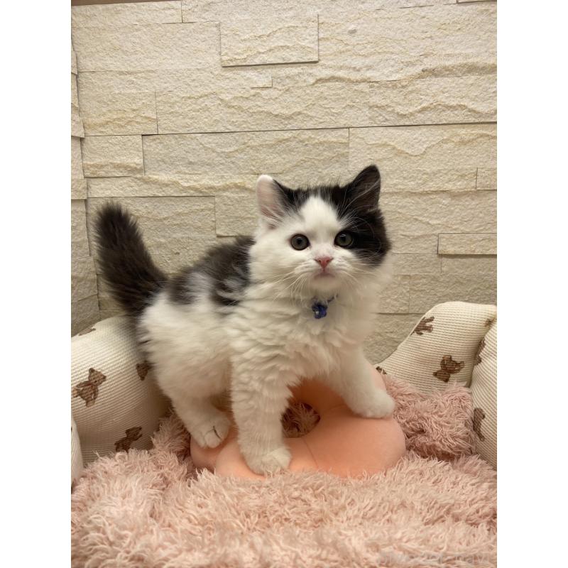 商談中の埼玉県のスコティッシュフォールド-130189の3枚目