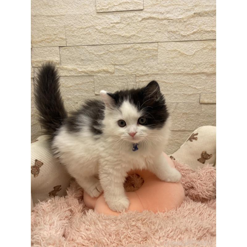 商談中の埼玉県のスコティッシュフォールド-130189の2枚目