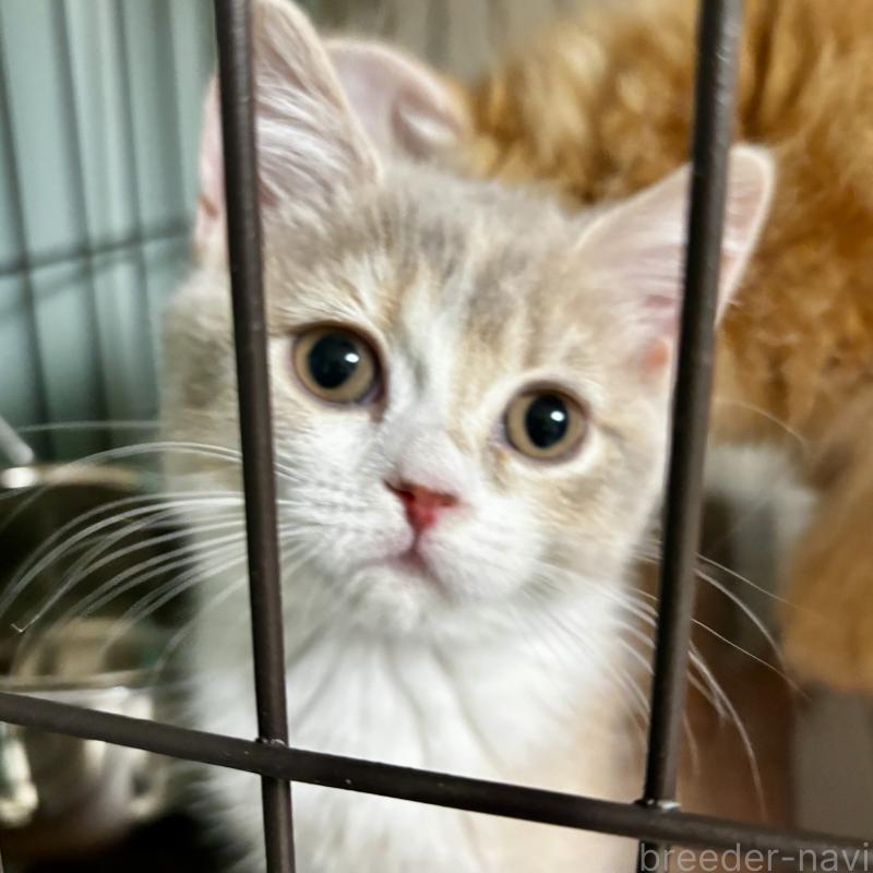 成約済の埼玉県のマンチカン-128134の4枚目