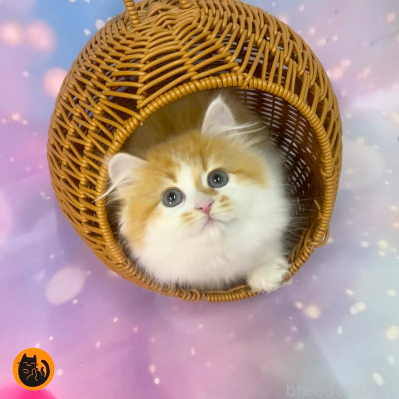 販売中の大阪府のスコティッシュフォールド-129976の1枚目