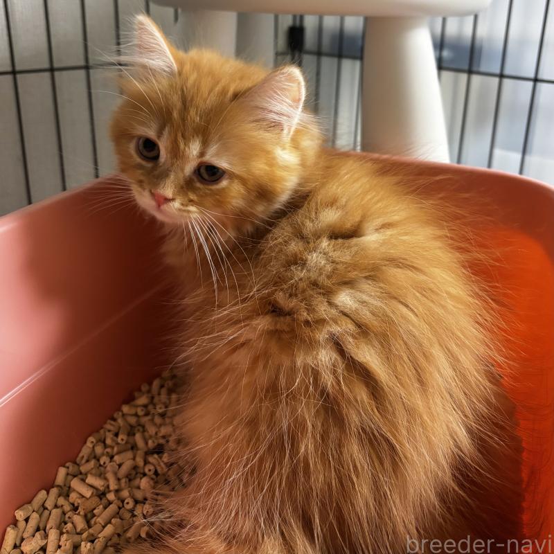 商談中の埼玉県のマンチカン-128136の5枚目