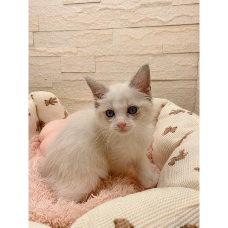 商談中の埼玉県のラグドール-130755の3枚目