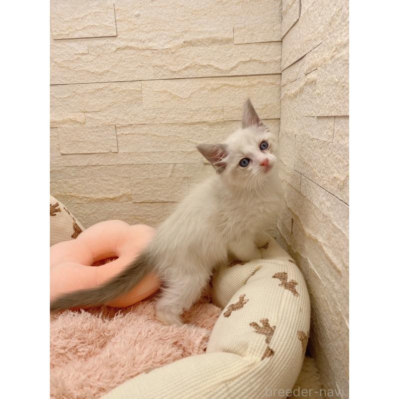 商談中の埼玉県のラグドール-130755の2枚目