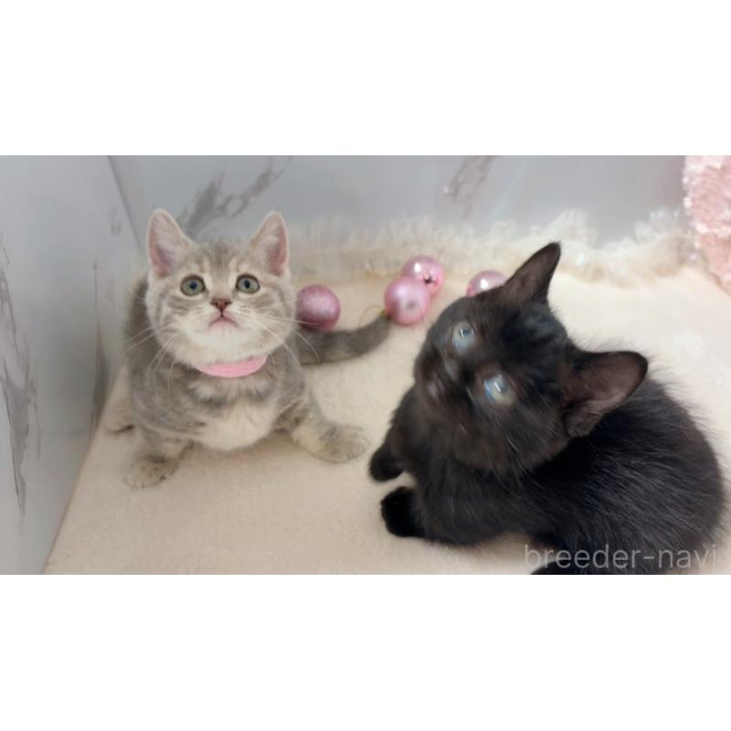 商談中の群馬県のマンチカン(短足)-130382の5枚目