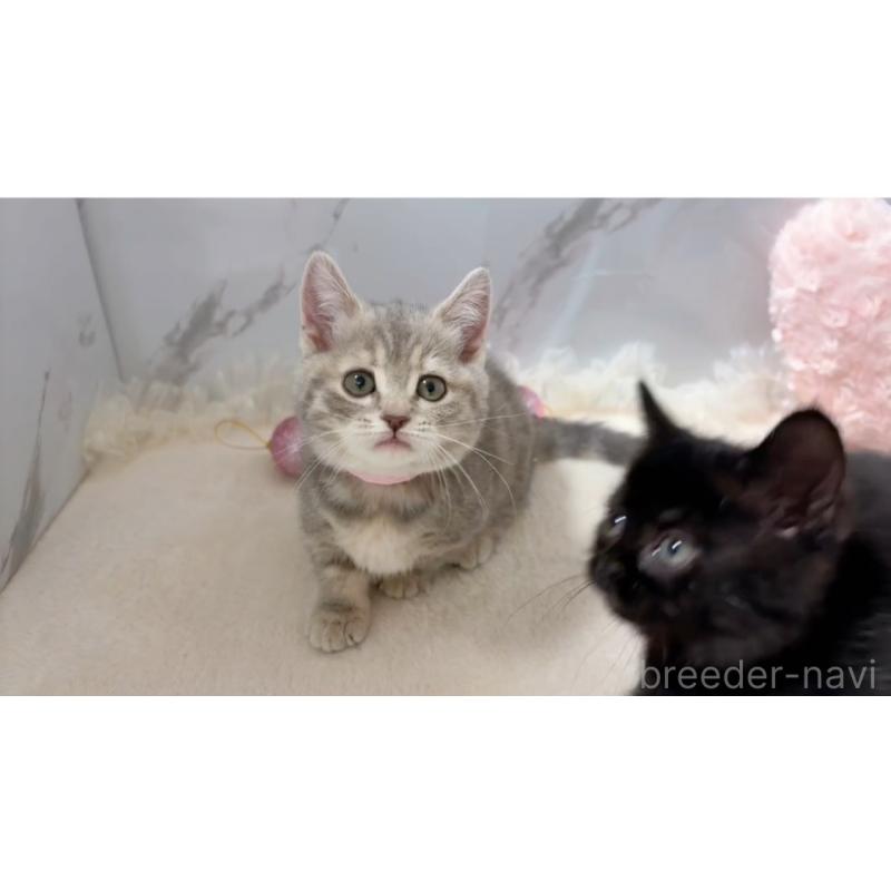 商談中の群馬県のマンチカン(短足)-130382の3枚目