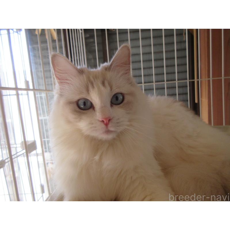 販売中の大分県のラグドール-101079の5枚目