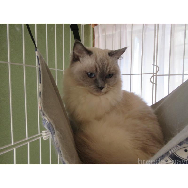 販売中の大分県のラグドール-105222の3枚目