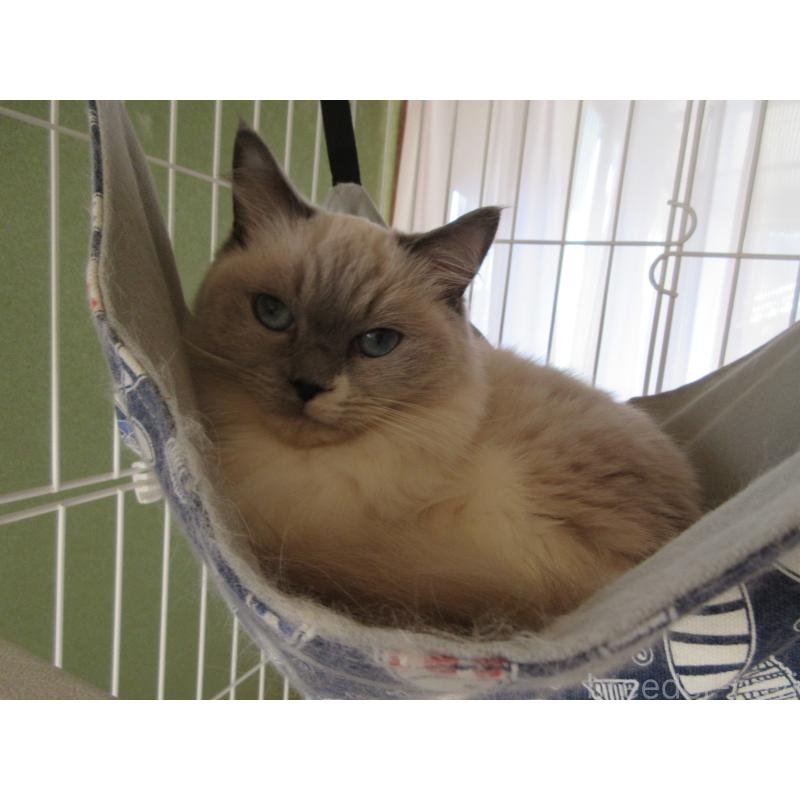 販売中の大分県のラグドール-105222の2枚目