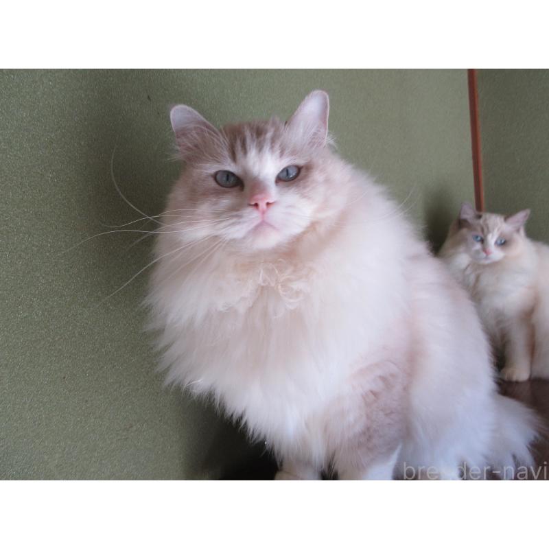 販売中の大分県のラグドール-100779の5枚目