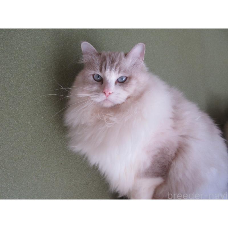 販売中の大分県のラグドール-100779の4枚目