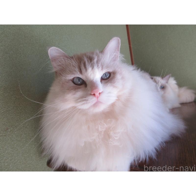 販売中の大分県のラグドール-100779の3枚目