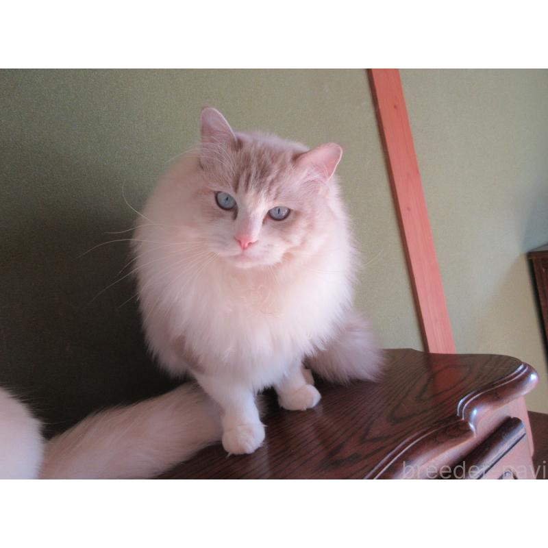 販売中の大分県のラグドール-100779の2枚目