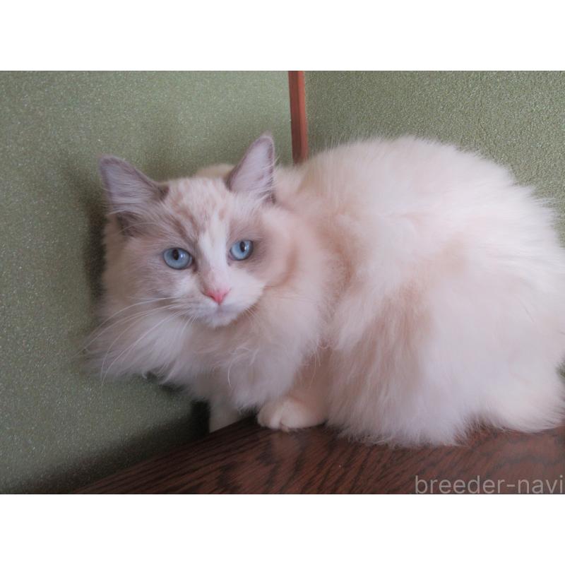 販売中の大分県のラグドール-121138の4枚目