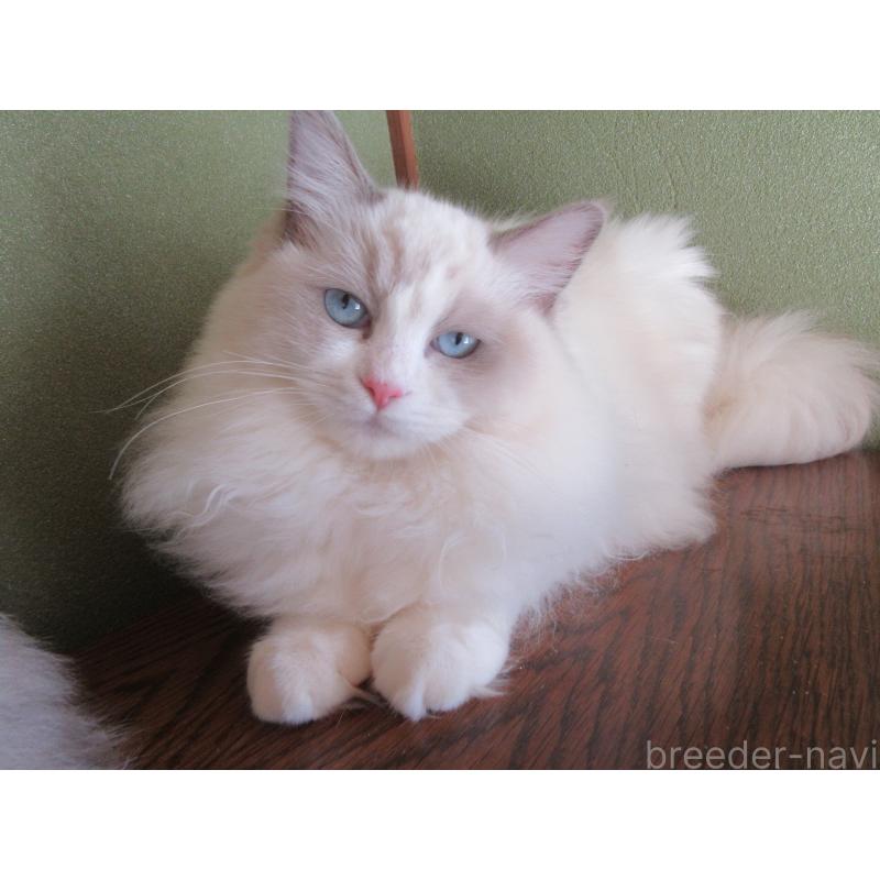 販売中の大分県のラグドール-121138の3枚目