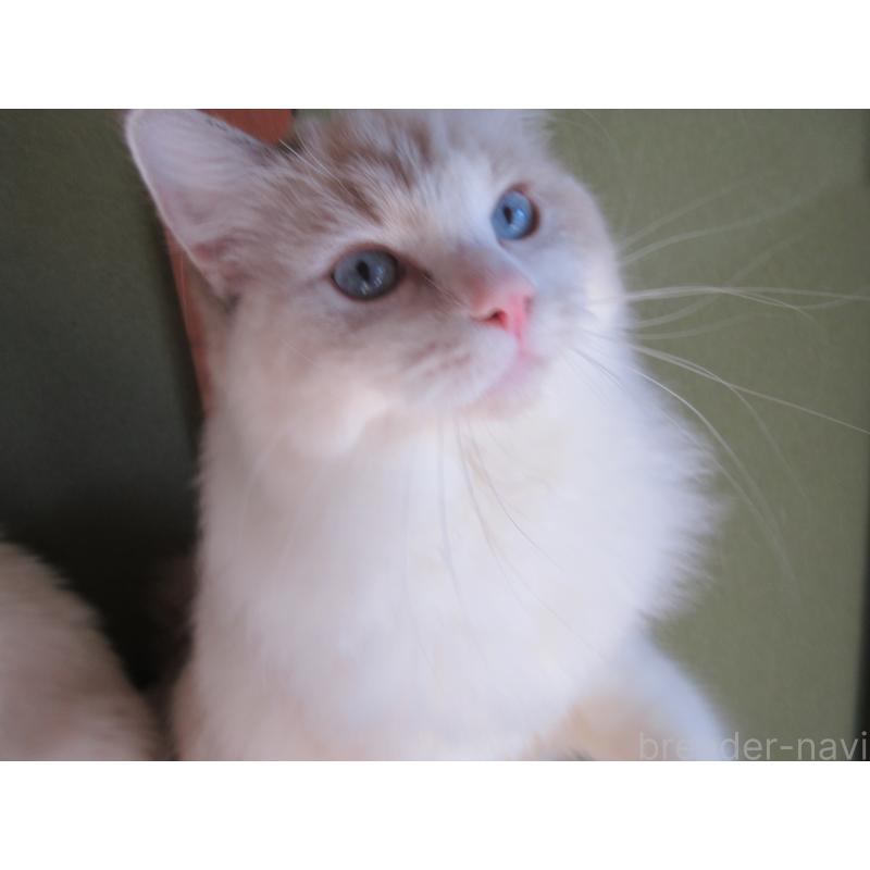 販売中の大分県のラグドール-111959の6枚目