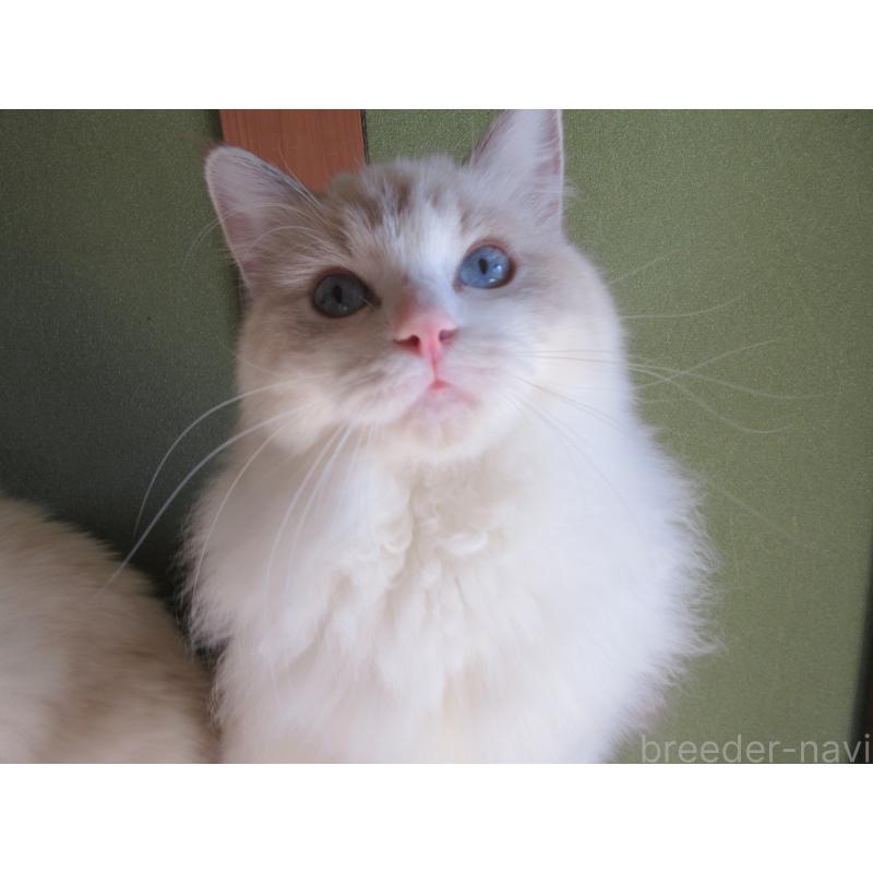 販売中の大分県のラグドール-111959の5枚目