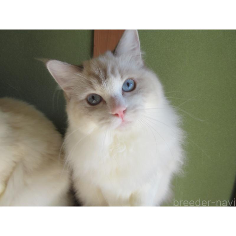 販売中の大分県のラグドール-111959の4枚目