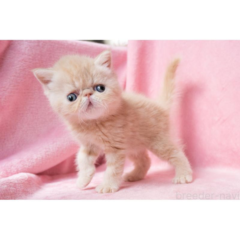 販売中の東京都のエキゾチックショートヘア-132295の10枚目