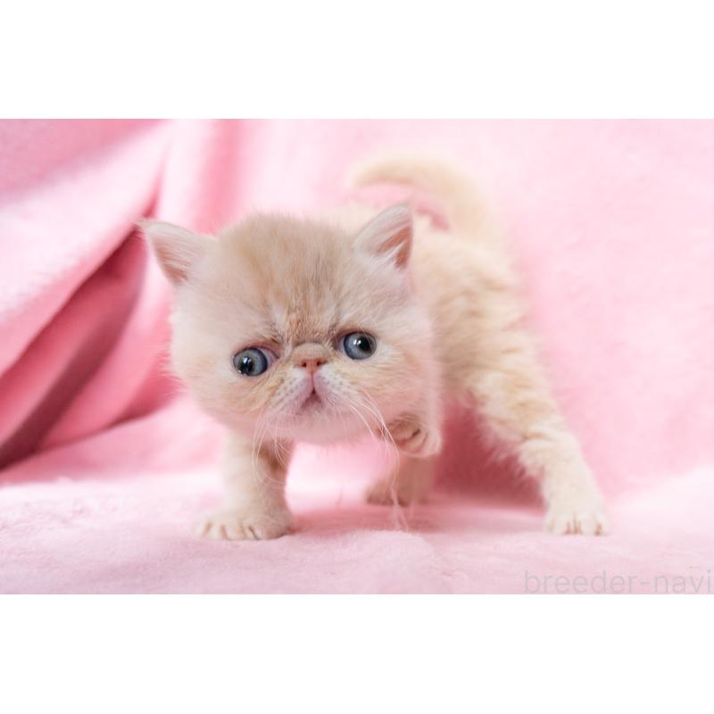 販売中の東京都のエキゾチックショートヘア-132295の8枚目