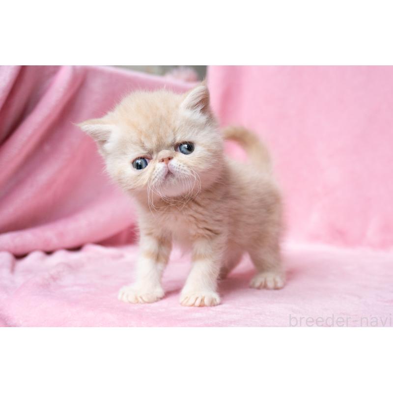 販売中の東京都のエキゾチックショートヘア-132295の7枚目