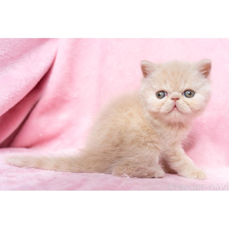 成約済の東京都のエキゾチックショートヘア-132296の5枚目